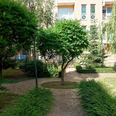 санни дэй-6